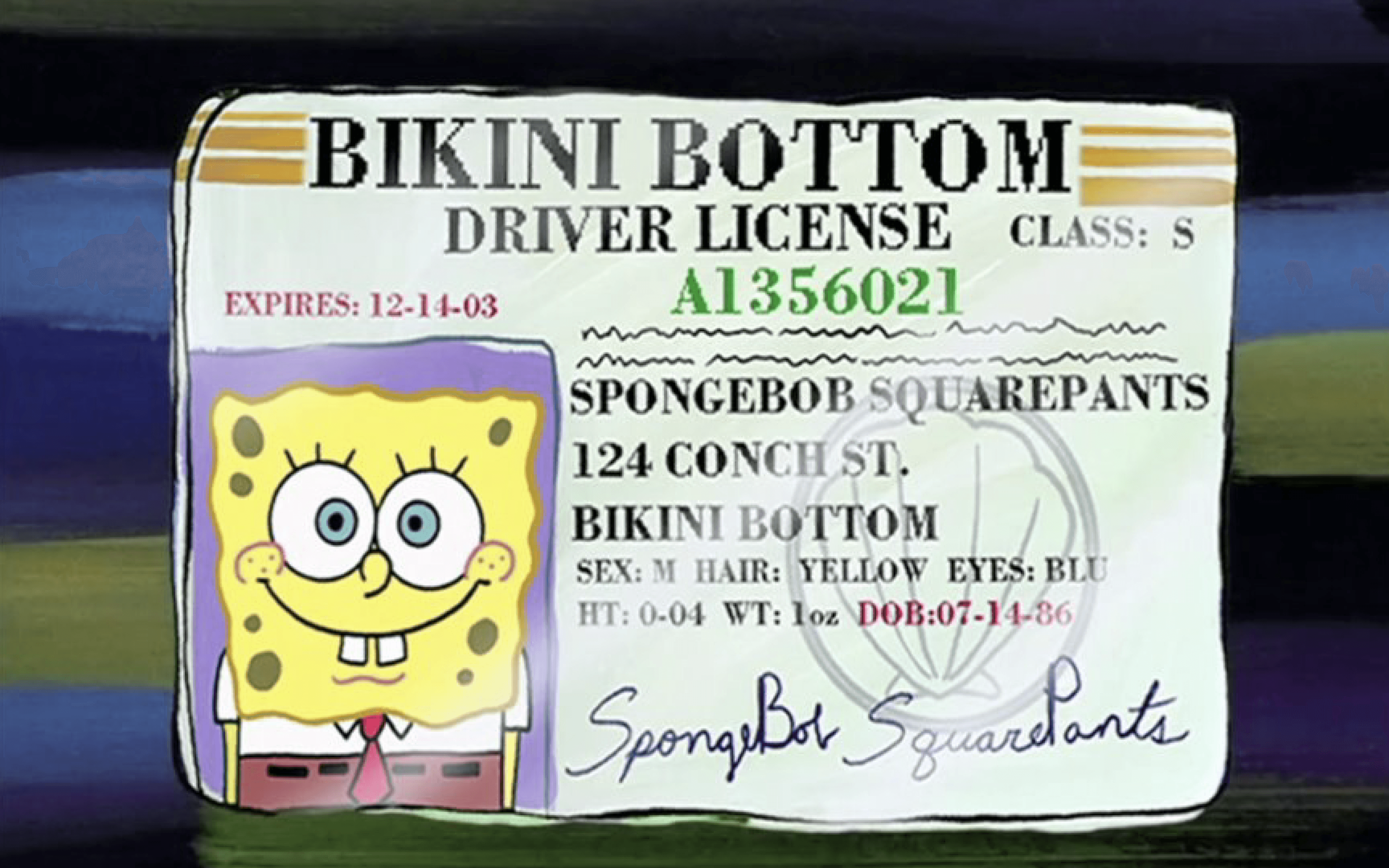 spongebob driver's license